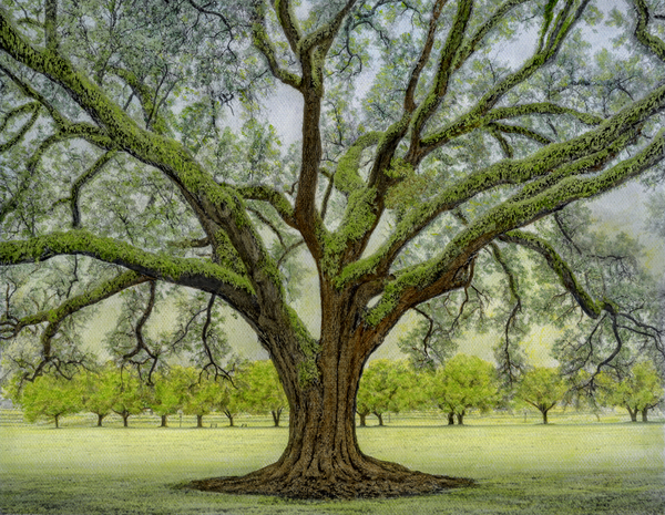 Silhouette Oak and Young Oak Alley, Manresa Retreat