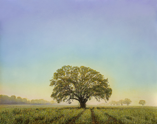 Oak in Canefield, Oak AlleyPlantation, Louisiana