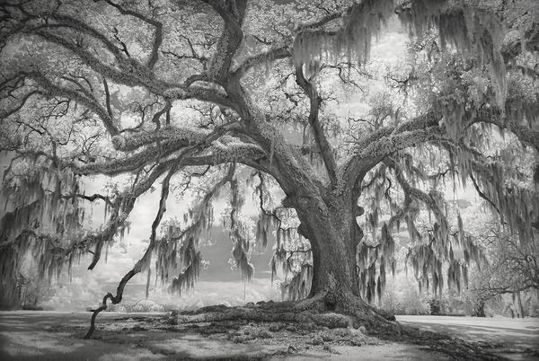 Unnamed Oak, near Breaux Bridge, LA