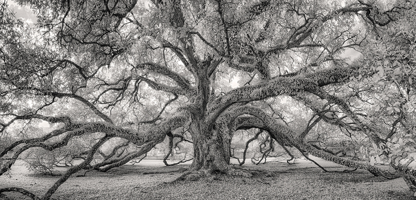 Canopy Oak, Bayou Lafourche near Thibodaux