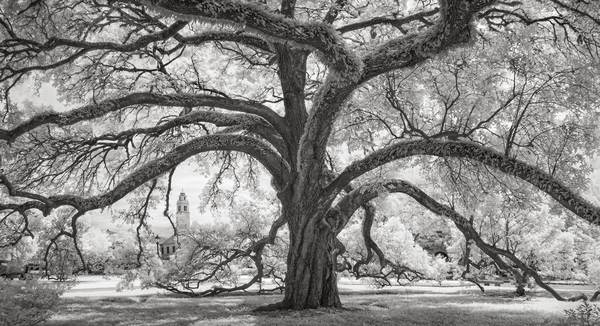 Oxley Oak and Memorial Tower, LSU Quad, Baton Rouge, LA