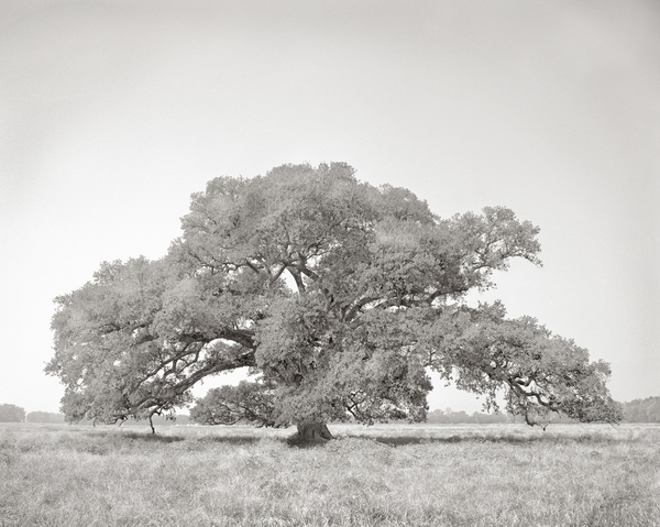 Lone oak with cloud haze, study 1, near Whitecastle, LA