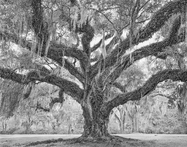 Afton Villa Oak, St. Francisville, LA