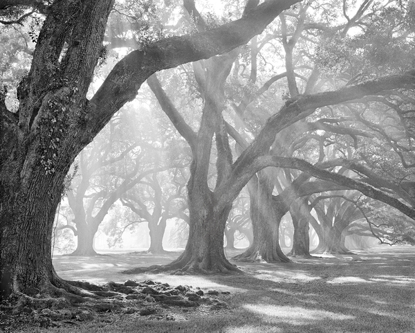 Oak Alley Oaks, west corridor, morning light