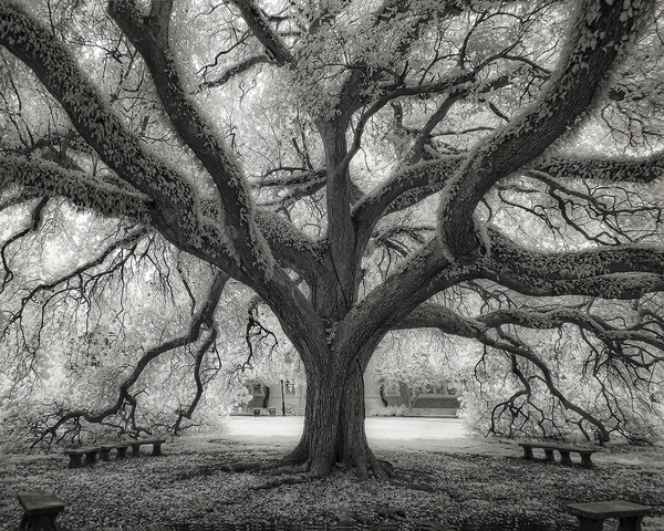 Tulane Oak, Tulane Campus, New Orleans, LA