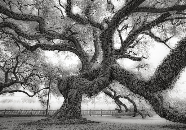 Victorian Cottage Oak, study 26, Evergreen Plantation