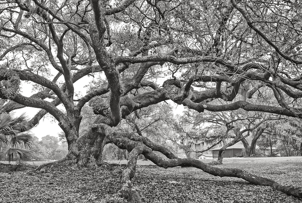 Ringle Oak study 2, spring  