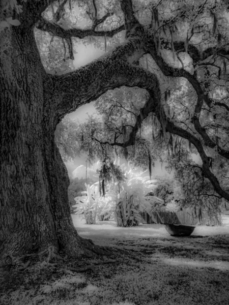 Oak and Sugar Kettle, Evergreen Plantation