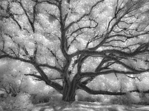 Alferez Oak, City Park, New Orleans
