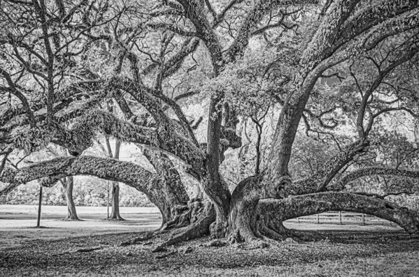 Lastrapes or Seven Brothers Oak