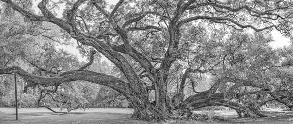 Lastrapes or Seven Brothers Oak - study 2