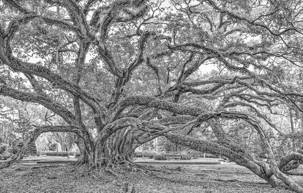 Seven Sisters Oak, President of the Live Oak Society