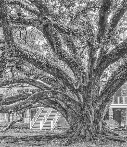 Seven Sisters Oak - alternate perspective #1