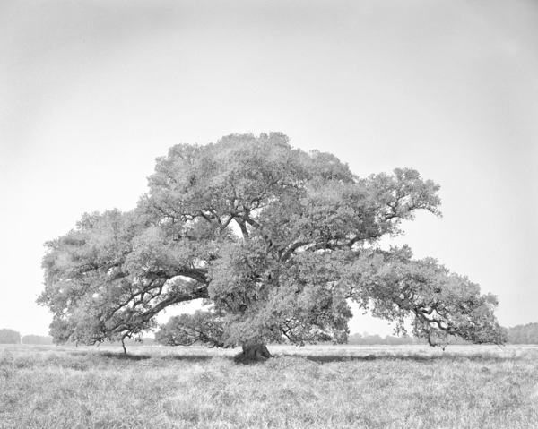 Lone Oak or Maryland Farms Oak, study, 1989